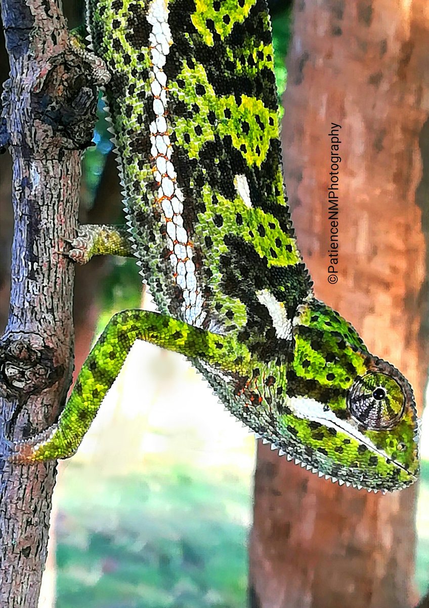 TwilaPower's tweet photo. #beautiful #beauty #naturalbeauty #species #healthyecosystems #habitatforspecies #greenworld #gogreen #protectrees #protectnature #climatechange #stopthedamage #planttrees #photography #naturephotography #globalgreening #rain #water #waterconservation https://t.co/bzJ97oJMKk