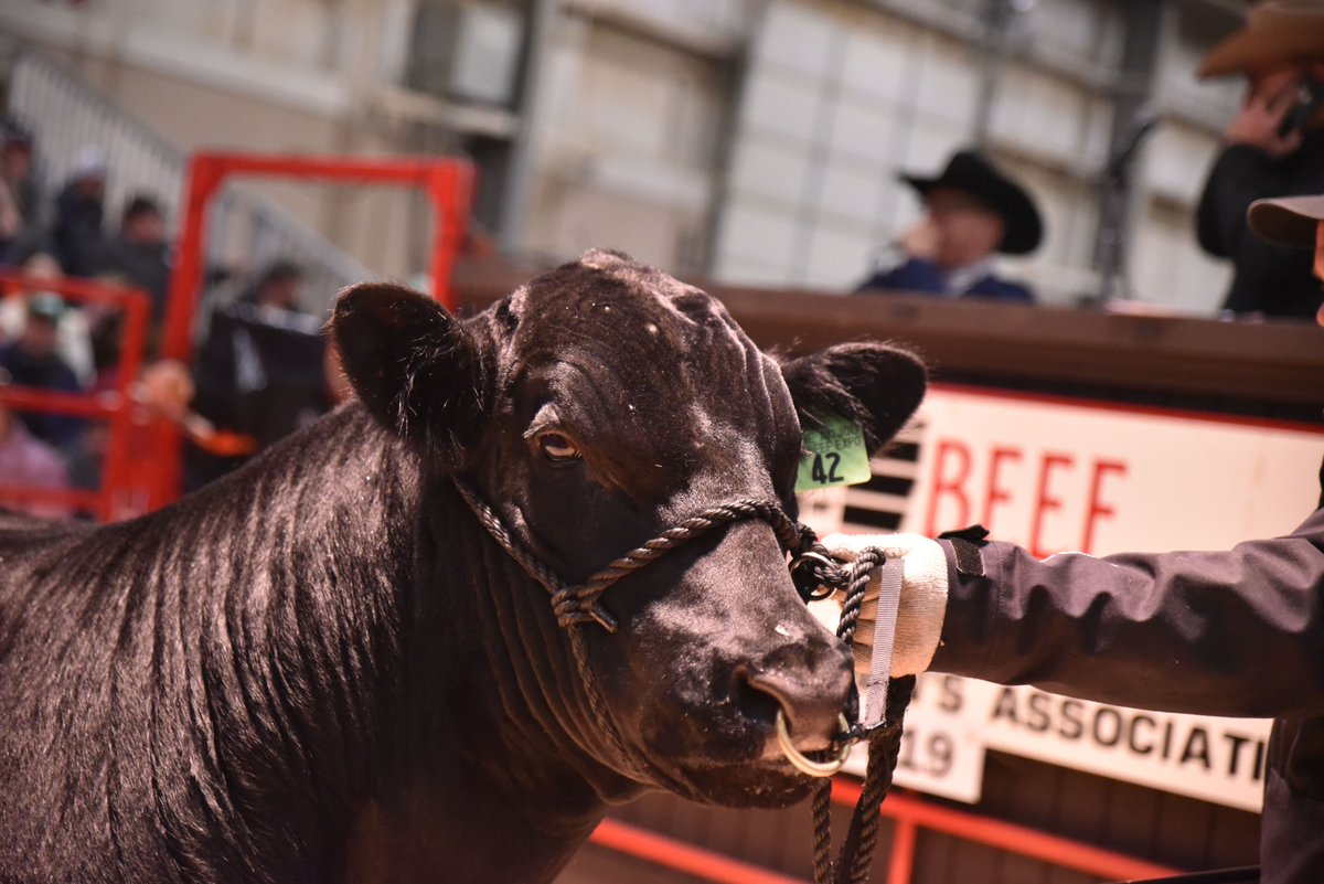 BeefUSA's tweet photo. Were you at the Ohio Beef Expo? Chances are Lexi may have even signed you up as a new member! She's quite a hand... 30,000 attended the expo. 20 new members joined NCBA. 120 joined the BQA session. What a weekend! Send us your pictures! #ThankYouLexi #TopHandStatus #StateSaturday https://t.co/g35ZnDEK5r