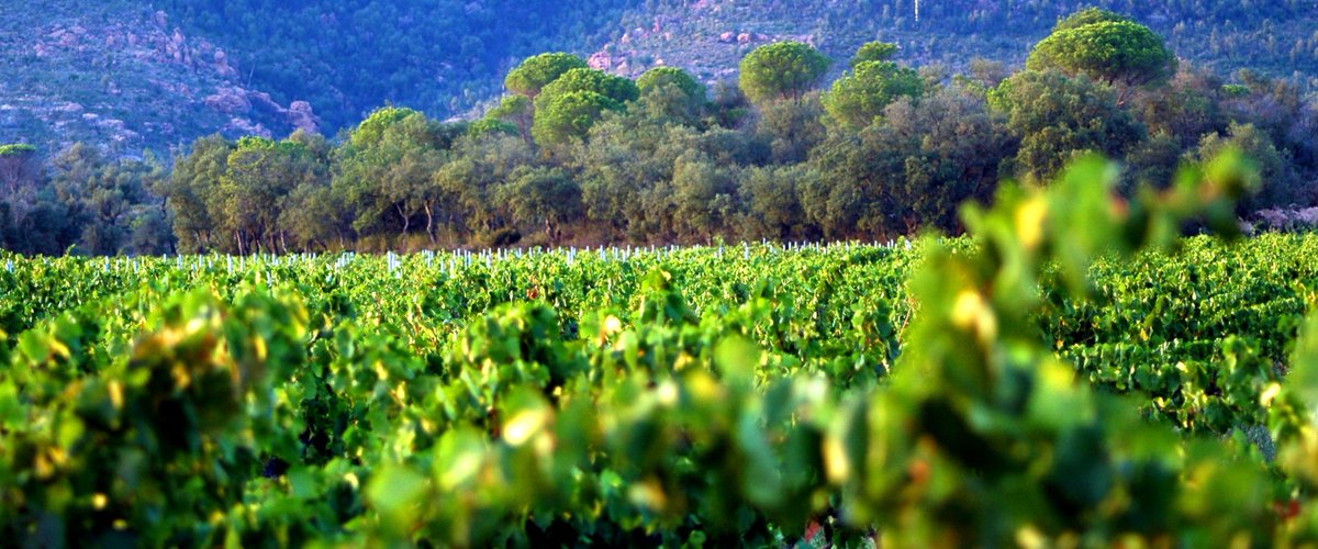 WineEnthusiast's tweet photo. Take in the views and learn all about the wines from the diverse appellations of Provence; Coteaux d’Aix en Provence, Coteaux Varois en Provence and Cotes de Provence. https://t.co/2XOgNnYl2Q [Sponsored by @winesofprovence] https://t.co/lKS0RvC6He