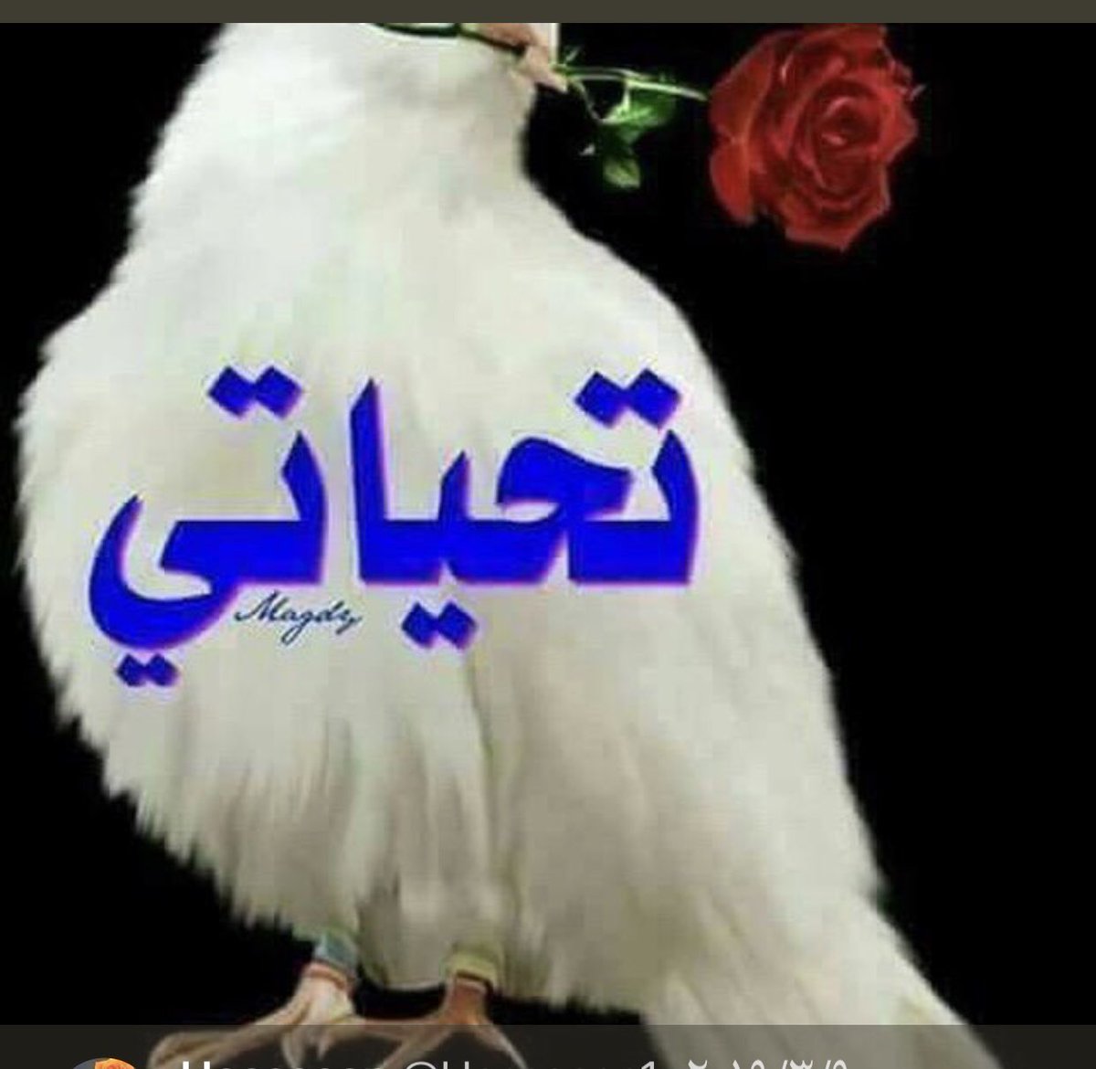 نيران بنت هريس (@v_gq6n) on Twitter photo 