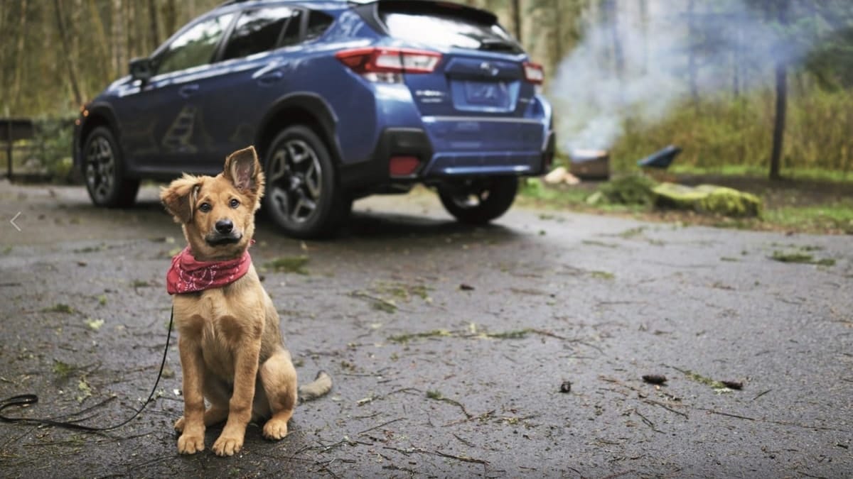 AllSubaru's tweet photo. Subaru Weekend News; What You Haven’t Read. Did you know it’s National Puppy Day? https://t.co/GET0dHKqui https://t.co/Um0KUyJtR3