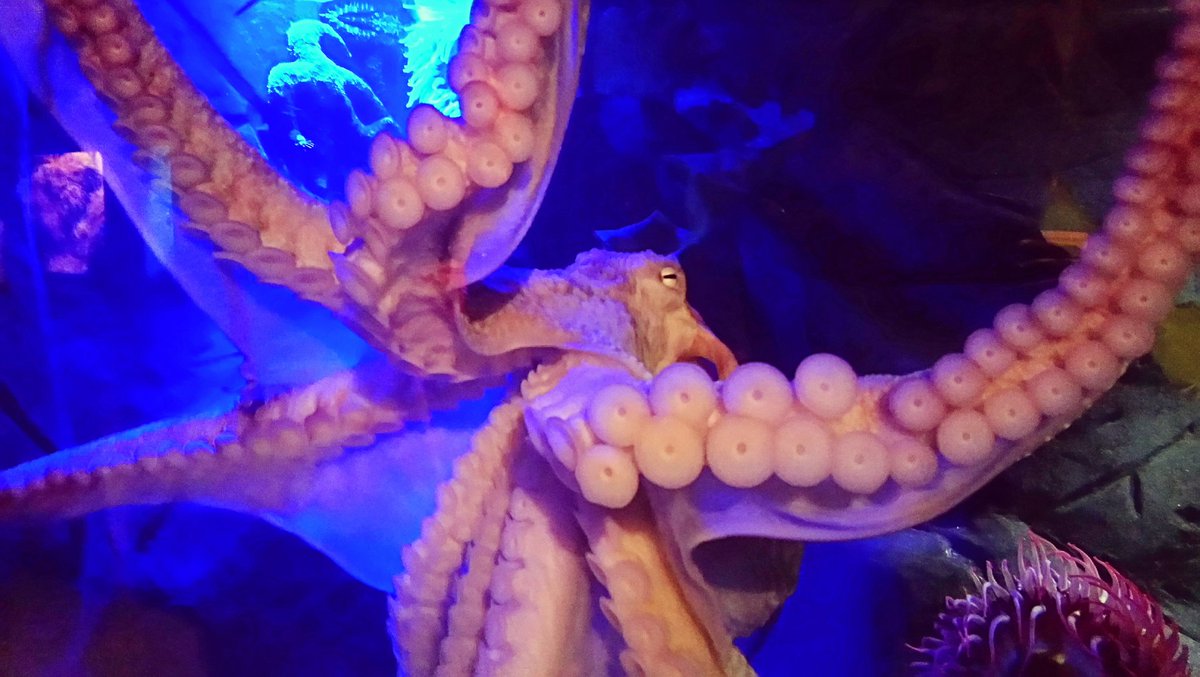 @NMAPlymouth loved seeing Neptune at the aquarium last week #neptune #octopus #giantpacificoctopus #nationalmarineaquarium