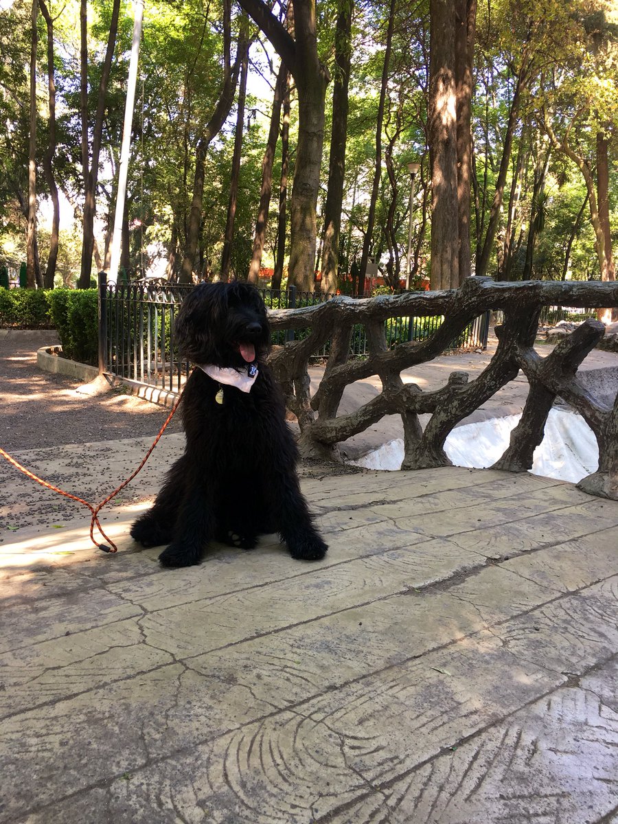 ilovemykikicat's tweet photo. #NationalPuppyDay mi bebecita hermosa de 8 meses #Jordan #briad https://t.co/twDvW3MTBH