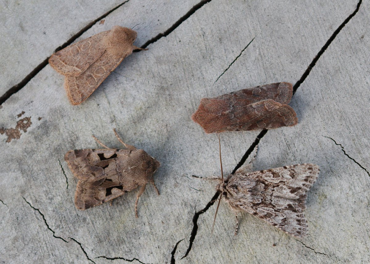 Some nice spring moths from the moth trap here in Northampton. Common Quaker, Clouded Drab, Hebrew Character and an Early Grey  #MothsMatter