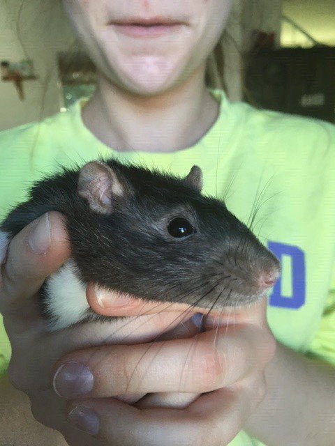 Introducing Norman and Oscar! These two boys were part of an "oops" litter. 6 mo active, healthy boys. Mellow Norman (grey) likes to bury his face in the crook of your arm. Oscar (black) doesn't want to sit still and wants to explore! #ratties #petrats #RATS