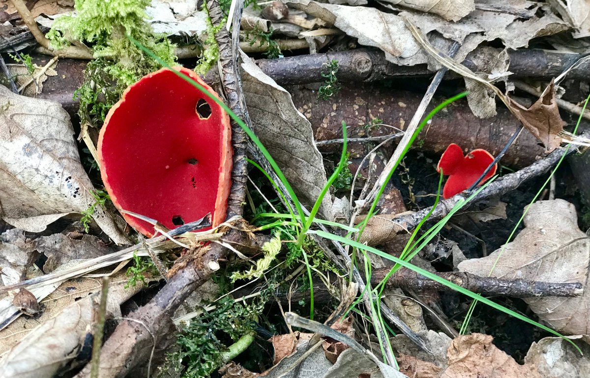 Last time I photographed Scarlet Elf Cup was back in the days of Fuji Velvia! iPhone snap, #cheedale #PeakDistrict