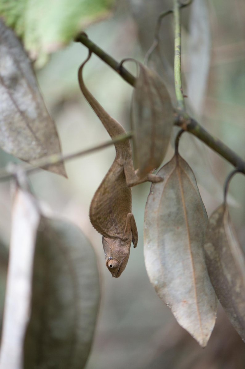 MarkScherz's tweet photo. Here's something unusual for you to enjoy: a chameleon, Furcifer polleni, pretending to be a leaf. This behaviour is quite unusual among chameleons—in the hundreds of individuals of dozens of species I have observed, this is the only specimen I have ever seen do this. https://t.co/QBgbGcRYu1