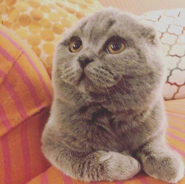 akweitzman's tweet photo. @jennyjenli @PepperOceanna @SenSanders This is Percy β€οΈ #catsforbernie2020 #withthesepaws https://t.co/mLYDTcjIf9