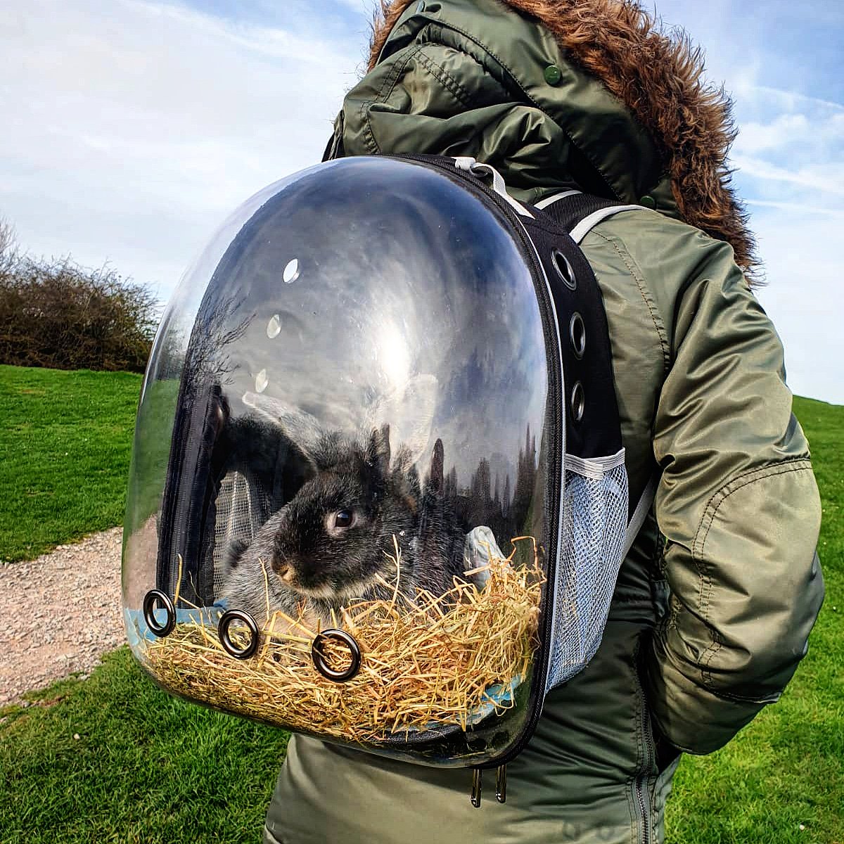 LauraSteph13's tweet image. Nothing to see here, just taking my bunny on a walk. 🐾

#FreeRoaming #SilverFoxRabbit #BunnyCommunity