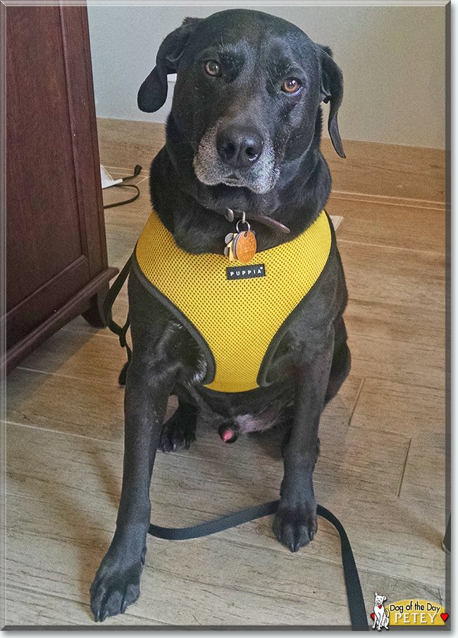 dogofthedaycom's tweet photo. Saturday’s Dog of the Day is #handsome Petey, a #Labrador #muttly mix #love - read his tale https://t.co/6y4fozZoUc #dogoftheday #dogs #dog #DogsofTwitter #dogsofinstagram https://t.co/Kvapg6d5QW