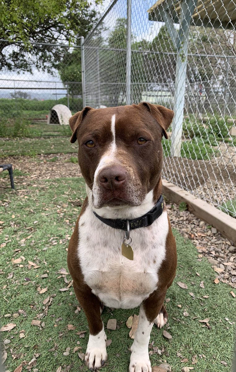 CARL_dogs's tweet photo. On a scale of 1-10 how adorable are Junior’s ears??? #junior #americanstaffordshireterrier #staffielove #rescuedog #adoptdontshop #savingonedogatatime #puppyears #handsome #willsitforatreat #carldogs #saturday https://t.co/mluK3oF7jm