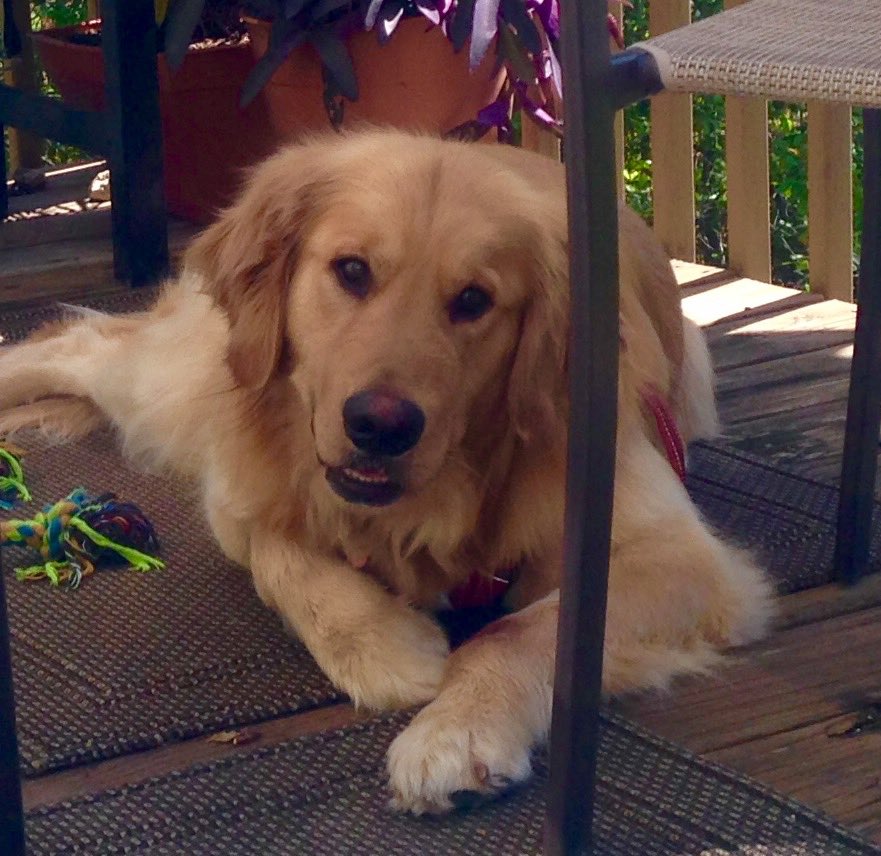Susansday's tweet photo. Chillin' after a walk on the trails - #woof #TallyNationalPuppyDay #NationalPuppyDay #PuppyDay https://t.co/NUuGpPqjk3