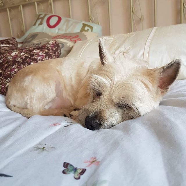 MeelaDog's tweet photo. I nap on daddy's side because he's my favourite! https://t.co/PcntpYdaJD https://t.co/eGhytX3Oe8