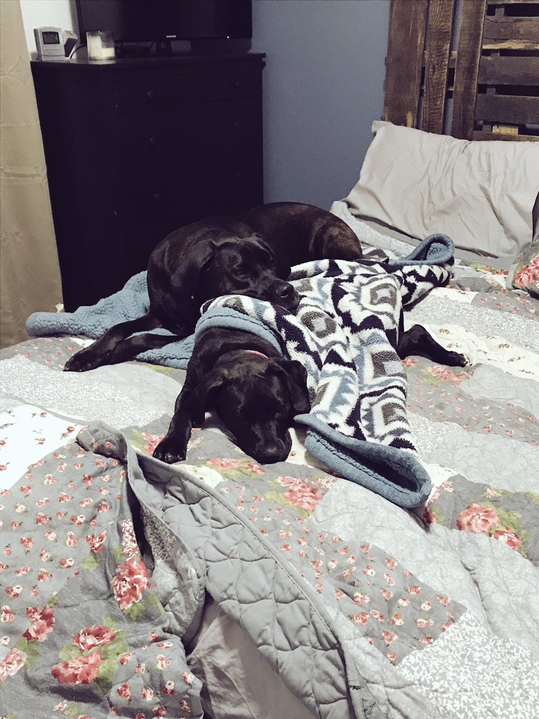 MeaghanMaggieW's tweet photo. Happy National Puppy Day to our two girls❤️ #lifewithlayla #beingbailey https://t.co/im8YFRZ6zM