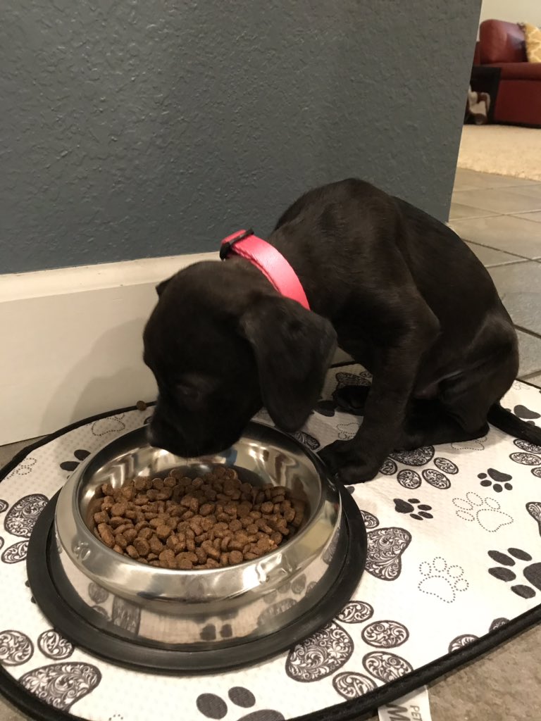 MeaghanMaggieW's tweet photo. Happy National Puppy Day to our two girls❤️ #lifewithlayla #beingbailey https://t.co/im8YFRZ6zM