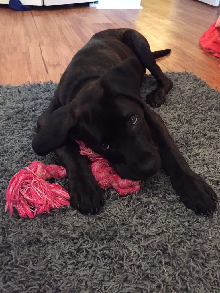 MeaghanMaggieW's tweet photo. Happy National Puppy Day to our two girls❤️ #lifewithlayla #beingbailey https://t.co/im8YFRZ6zM