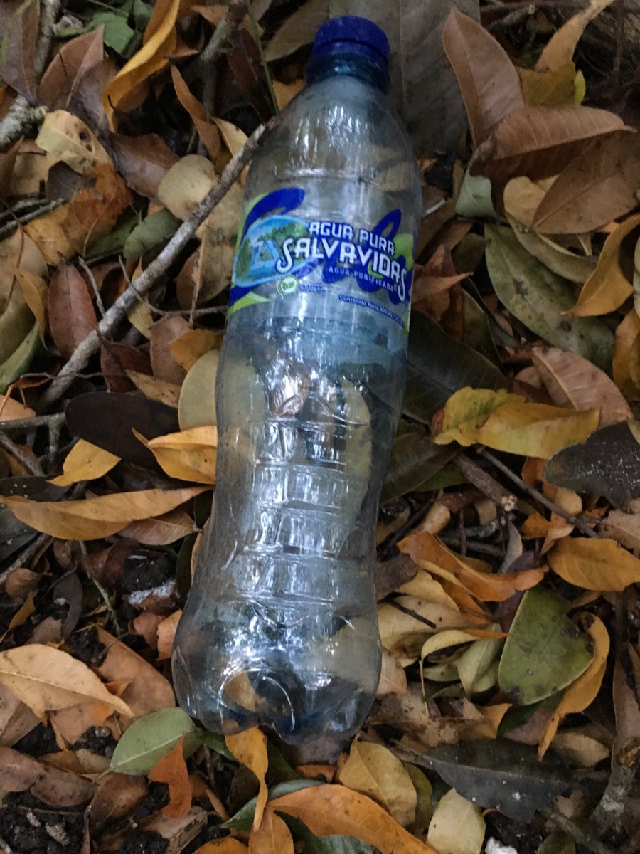 amasciarelli's tweet photo. Hola @AguaSalvavidas Encontré esta botella en la Reserva de la Biosfera Maya? Es vuestra? #Isityours #Guatemala https://t.co/HAmT4J83w0