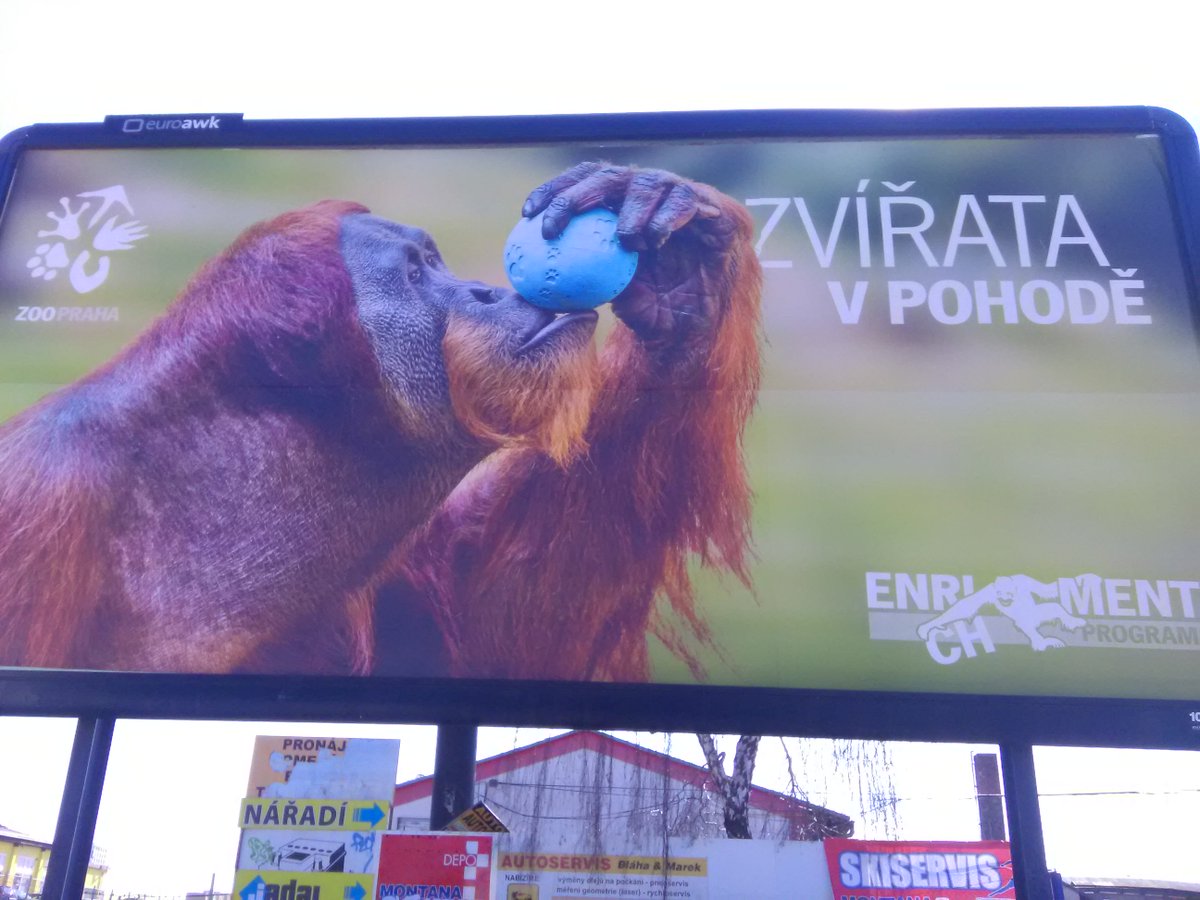 Johnny0997's tweet photo. #enrichment #endangeredspecies #protectthewild #saveanimals #orangutanrescue #savetherainforests #zoopraha #animalwelfare #respectanimals #futureforanimals #praguelife #outdooradvertising #lifeisjustone #environment 🌍Úžasná reklamní kampaň 👉 Zoo Praha 💚 ZVÍŘATA V POHODĚ https://t.co/Y8usJjsyhc