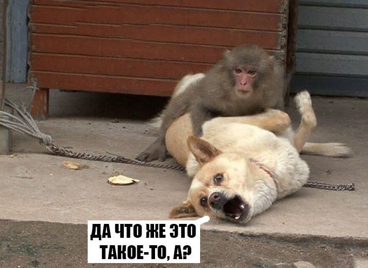 Ну чтобы было. Правописание точки с запятой. Что такое то есть. Было картинка. Что такое то есть.