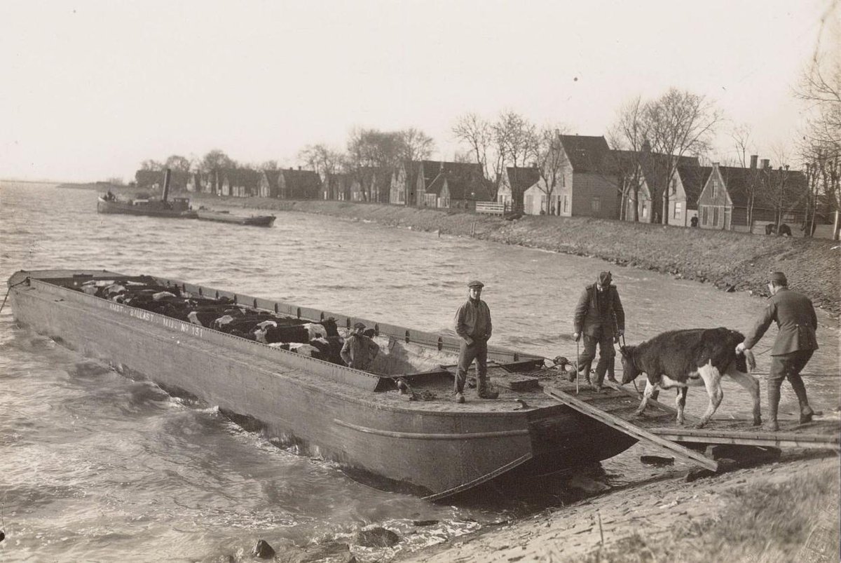 Uit de schatkamer van het Noord-Hollands Archief: koeien worden in schepen geladen en naar de overkant van het IJ getransporteerd. Let ook op de bomen op de Durgerdammerdijk, die er nu niet meer staan. <a href="/Durgerdam020/">Durgerdam</a> (noord-hollandsarchief.nl)