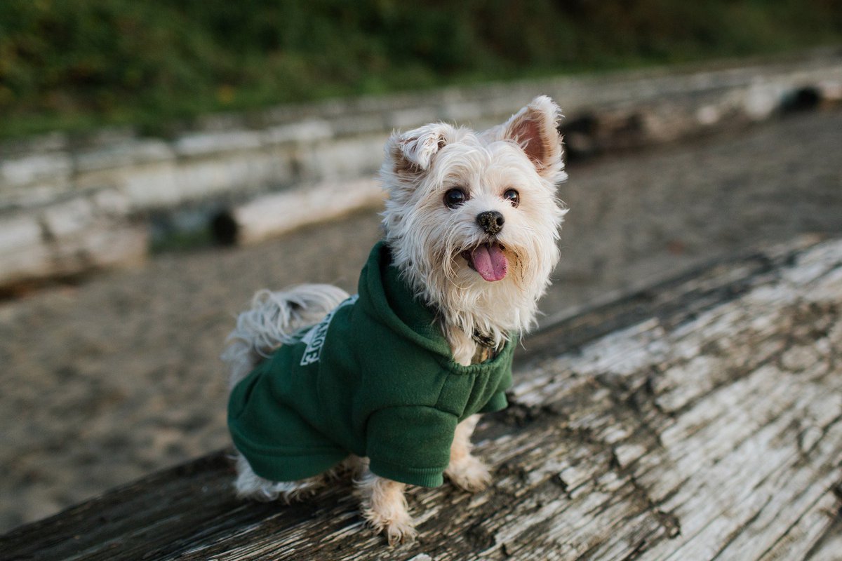 VegaTeam's tweet photo. Because there's no better training buddy than your four-legged friend. #NationalPuppyDay https://t.co/yBUKWcIN00