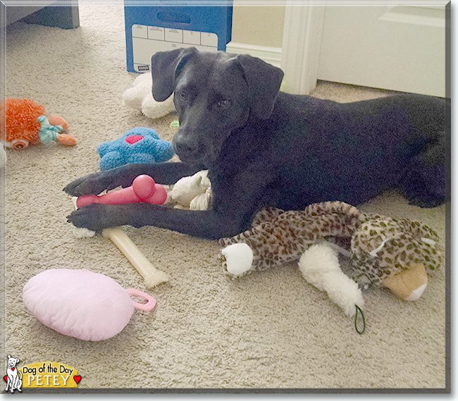 dogofthedaycom's tweet photo. Saturday’s Dog of the Day is #adorable Petey, a #Labrador #muttly mix #love - talk of him ay https://t.co/5IJYPlEsvQ #dogoftheday #dogs #dog #DogsofTwitter #dogsofinstagram https://t.co/BD6uarCe7P