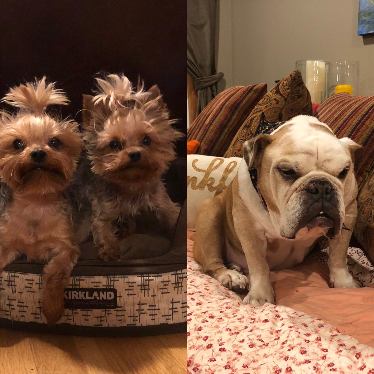 AEnghouse's tweet photo. Happy National Puppy Day! Article 7 of their contract states today is a paid holiday! #uniondog #dogunion March on the boss pending https://t.co/srTUVb62vH