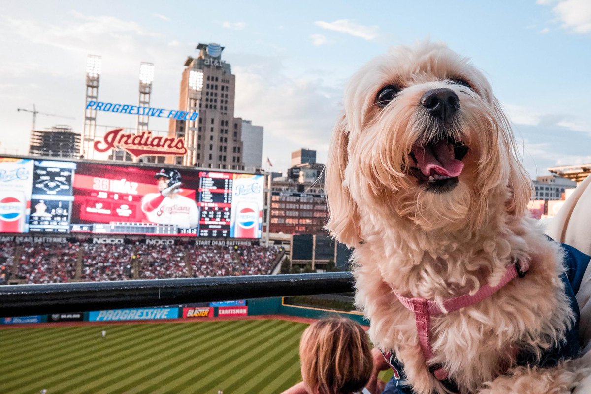 CleGuardians's tweet photo. Today is #NationalPuppyDay and we're playing baseball right now.

Both of these things make us very happy.

#RallyTogether https://t.co/elTFSQ1JNm