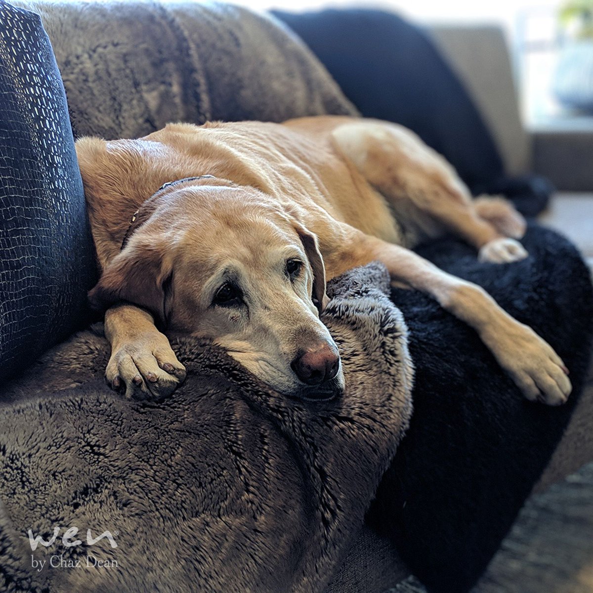 wenbychazdean's tweet photo. Happy #Nationalpuppyday everyone from all of us at @wenbychazdean. What are you going to do to celebrate your #puppy today? โค๏ธ #WENhair #hair #haircare #WENdogs https://t.co/a27cj0h8Rv