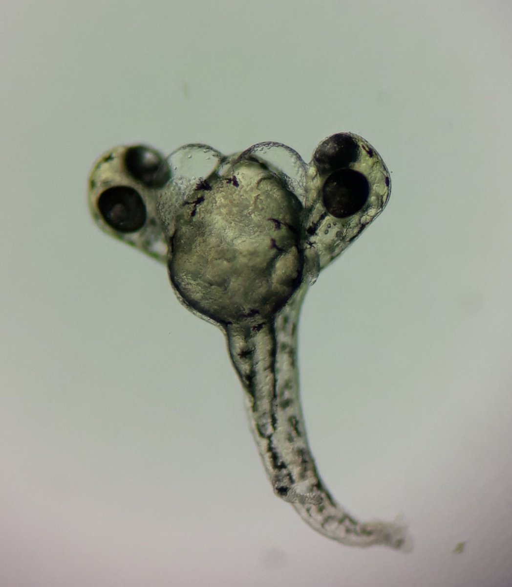 ozuozge's tweet photo. #Zebrafish #Zerberus #Cerberus
Two hearts beating one body...❤
#ZebrafishRomance @ZebrafishRock https://t.co/UC8JSrUmSQ