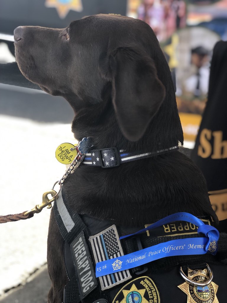 BCSONM's tweet photo. ๐พ๐ Bernalillo County Sheriffโs Office Therapy K-9 Copper ๐พ๐ #TherapyK9Unit #ChocolateLab #DogsWithJobs #PawPatrol https://t.co/gb71Xui2zZ