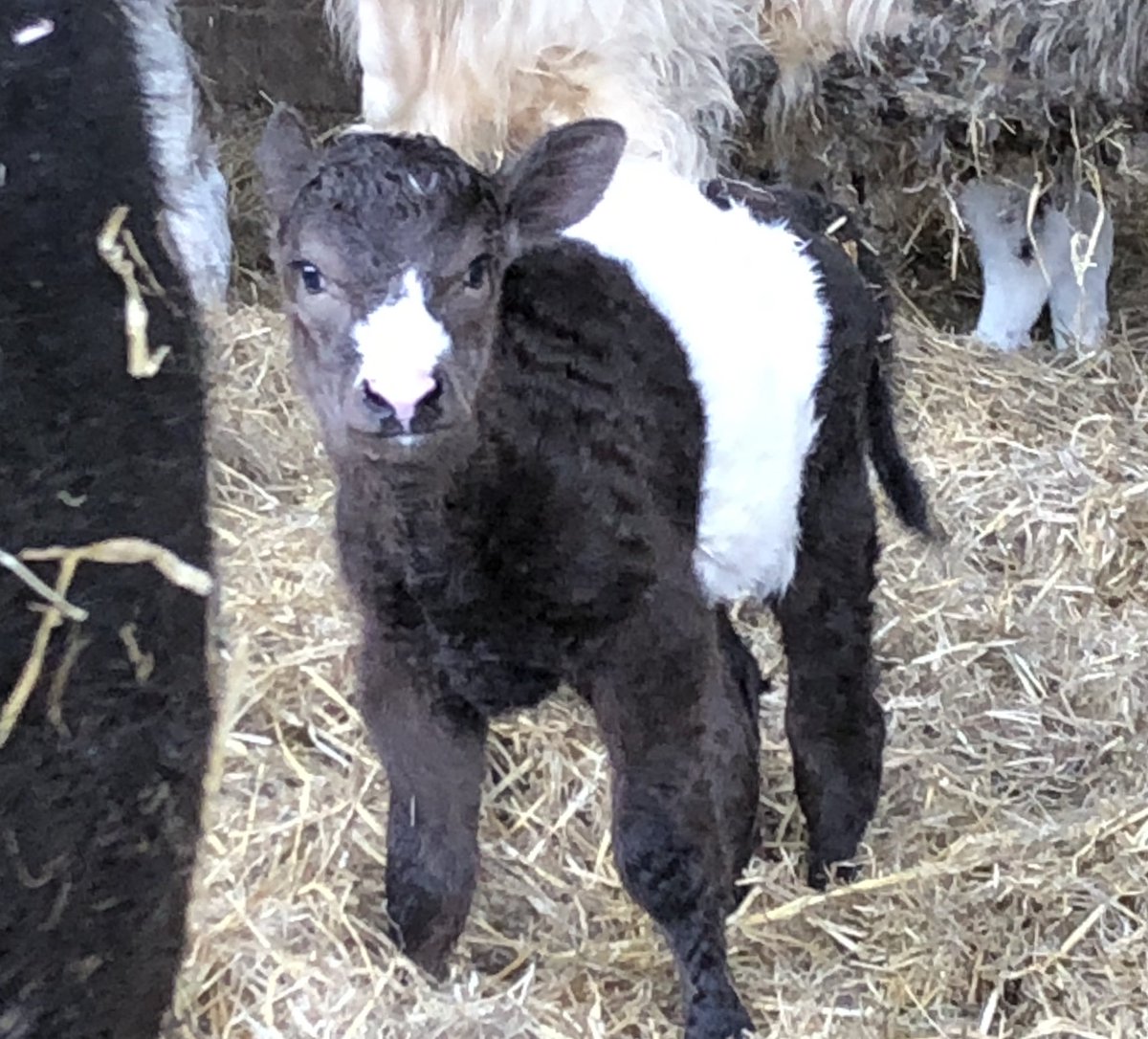 newlandfarm's tweet photo. NFCalving19 #CalfPix https://t.co/AXPyB9ECf9