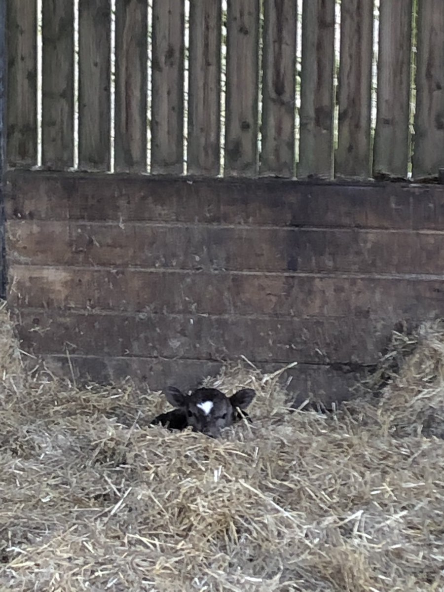 newlandfarm's tweet photo. NFCalving19 #CalfPix https://t.co/AXPyB9ECf9