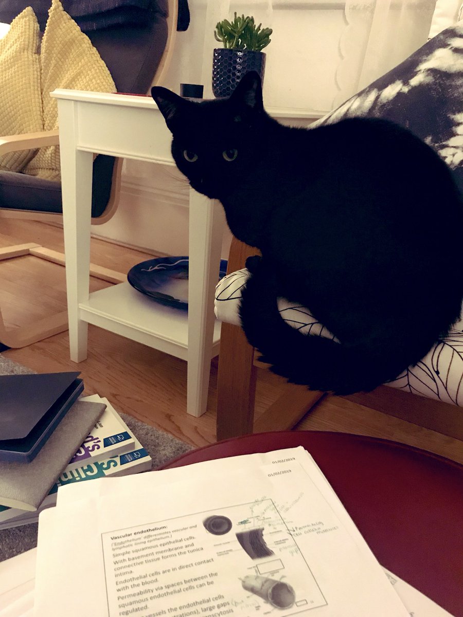 itsneverbecky's tweet image. Spent a rock &amp;amp; roll #Caturday with my furry study buddy who can now probably tell you all about action &amp;amp; graded potentials #msclife
