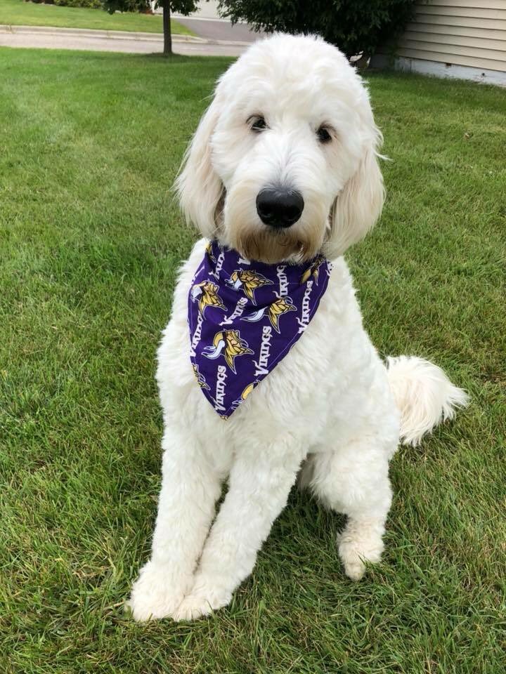 han_christensen's tweet photo. @Vikings Teddy is a huge Vikes fan 😈 him and his parents also rep the MSU mavs @athielen19 @MRS_T_19 #skol #rollmavs https://t.co/JfUtWJn7pC