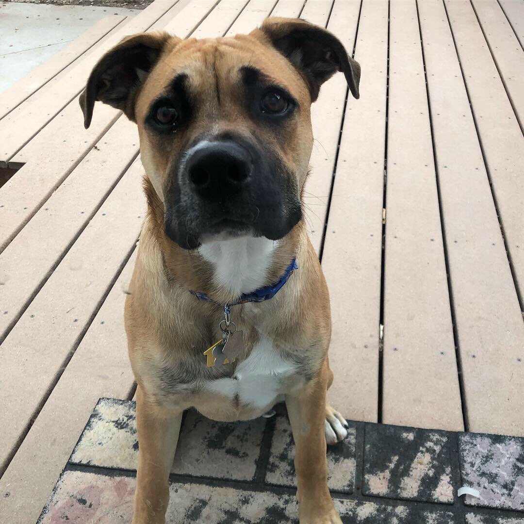 Happy #NationalPuppyDay ! Harrison is 6 months old! I hope he’s done growing soon! #verysweet #toomuchenergy #boxerlab #harrisonthedog