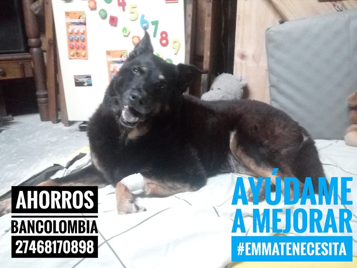 LaSocialCC's tweet photo. Nos llega esta bella foto de Emma. El fondo para su resonancia y medicamentos va muy bien. Hoy el fondo está en $525.550 y se necesitan $850.000 para la resonancia. Si quieres donar ¡Hazlo! #EmmaTeNecesita https://t.co/5W97Lr88vO