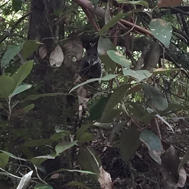 SimpleLivingBA's tweet image. Can you spot the swamp wallaby? Great day out hiking in the Timboon-Curdievale forest #hikingadventure #forestcritters ift.tt/2TsnqxN