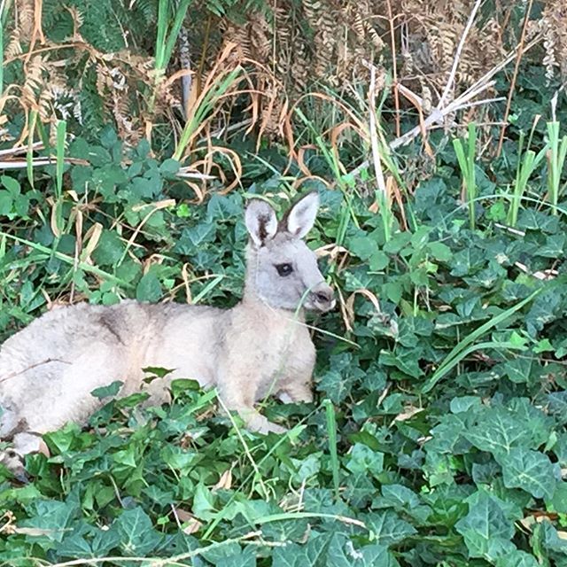 SimpleLivingBA's tweet image. This cutie was injured and hopped off into the bush when we walked past on our hike 😢 ift.tt/2YrSBx0