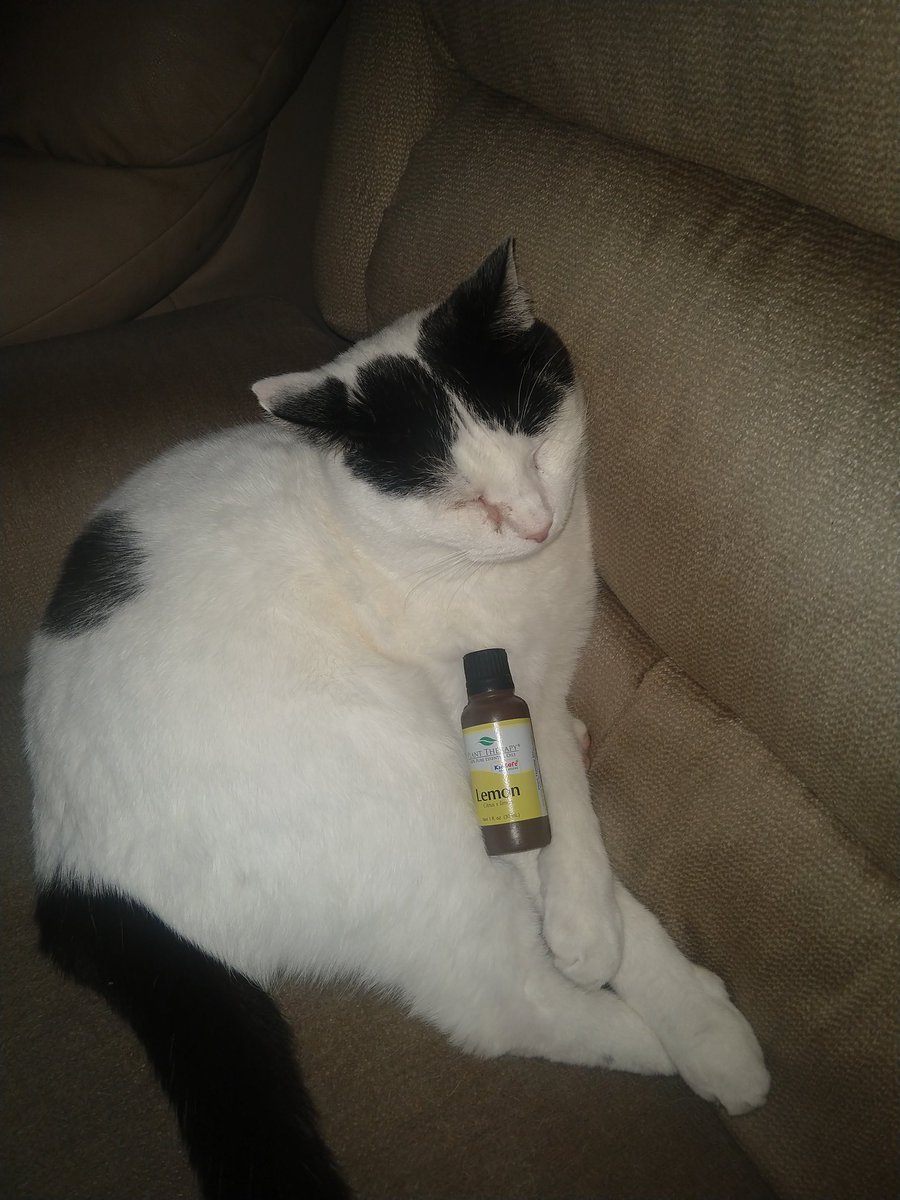 #travelplanttherapy my cat sure loves lemon squeezie!!!!