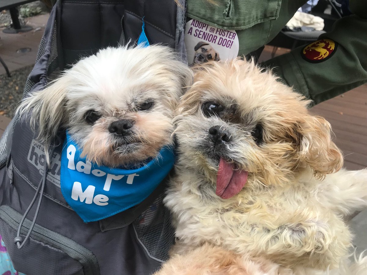 MarnieTheDog's tweet photo. Went to the senior dog fair today 2 support my peeps https://t.co/lGlKq5jBsf
