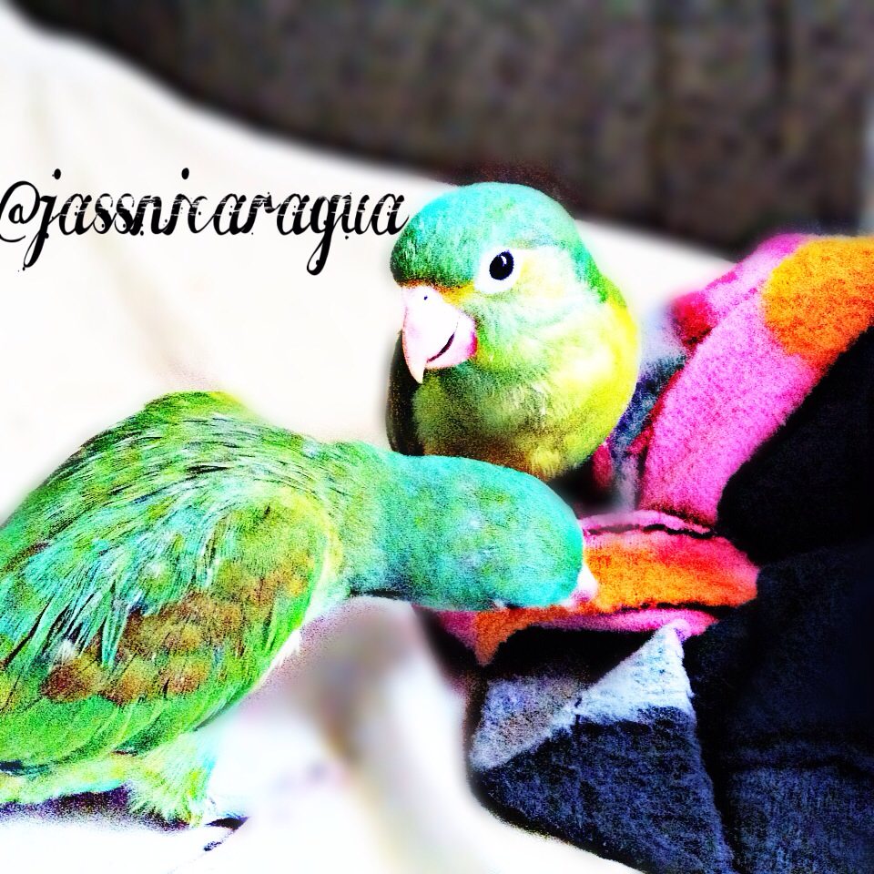 rubiusplaycr's tweet photo. #pericitos https://t.co/F7muMvNtKa