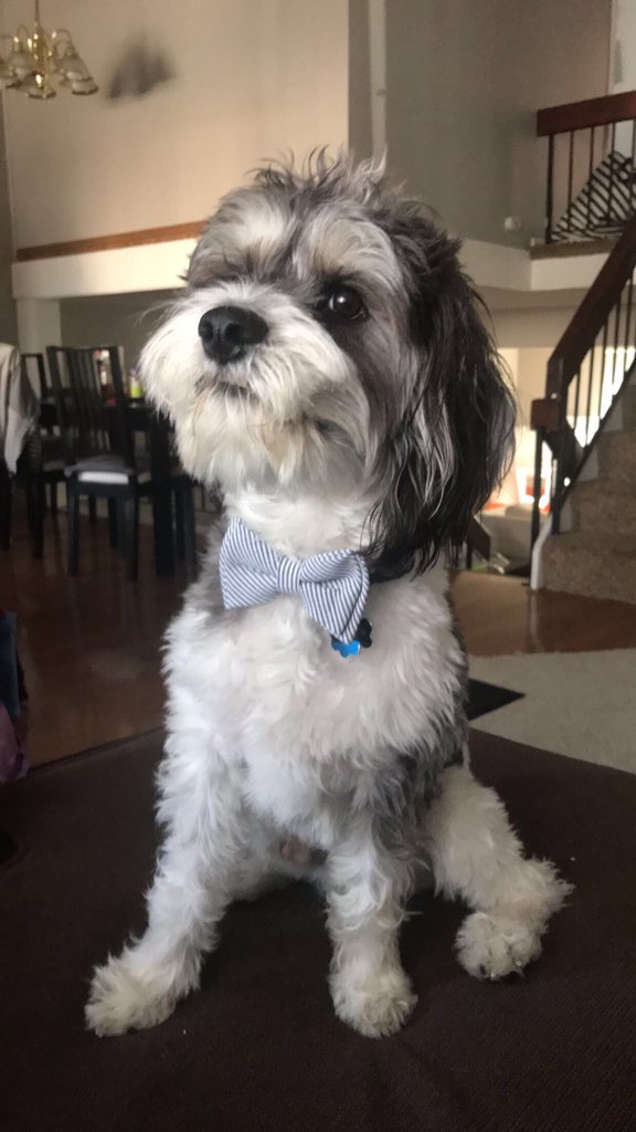 gomez_raz82's tweet photo. @joshscampbell Our Charlie 🐶❤️ https://t.co/KEE5sDAYXb