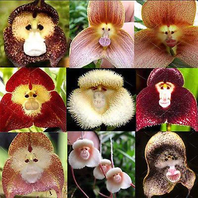 まるで猿が生えているみたいｗｗｗ猿の顔の花があるらしいｗｗｗ