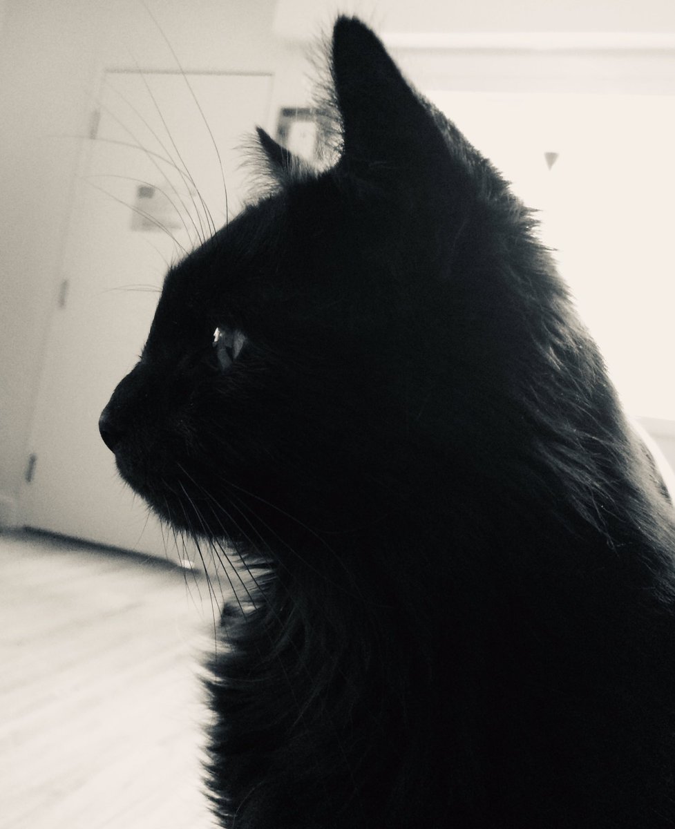 Talon Serena Cat Sitting This Week For A Good And Soft Little Loud Boy For Sinister Garden This Is Why I M Not Gonna Get Much New Art Done This Week He S Too Cute