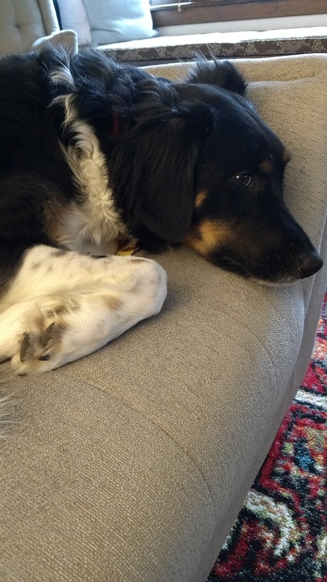 jhawk5280's tweet photo. Happy #NationalPuppyDay! https://t.co/Vith8vGeG9