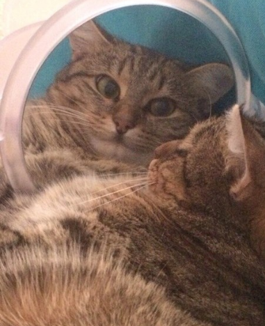 catsscrapers,,, (@catsscrapers) on Twitter photo 