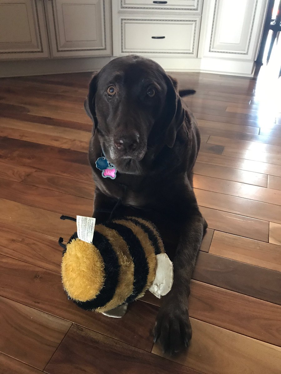 SkylarLimpert's tweet photo. Happy puppy day 🐶 https://t.co/ZecP0h00GF