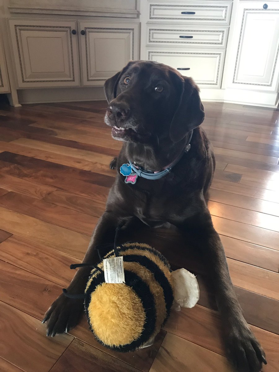 SkylarLimpert's tweet photo. Happy puppy day 🐶 https://t.co/ZecP0h00GF