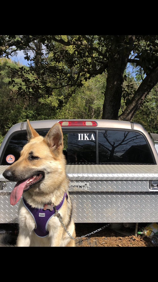 Happy national puppy day! #pikepuppies #househounds